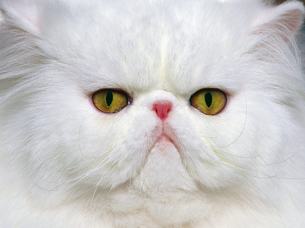 Elegant Eyes, White Persian